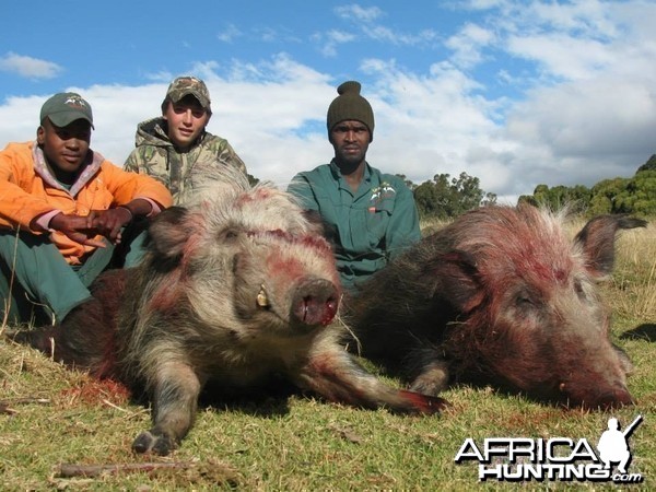 Bushpig with Hounds