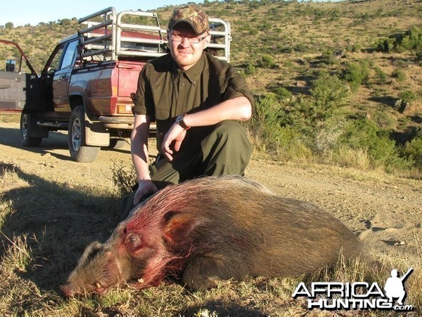 Bushpig with Hounds