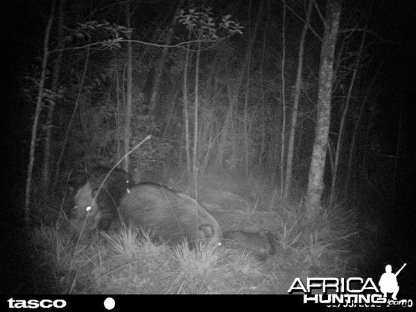 Baited bushpig in Mankazana Valley.