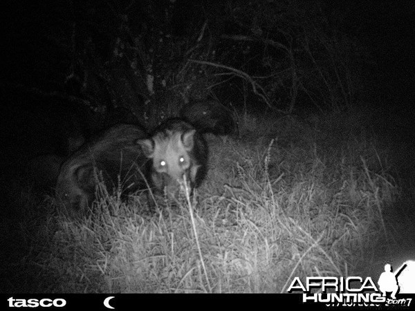 Baited bushpig in Mankazana Valley.