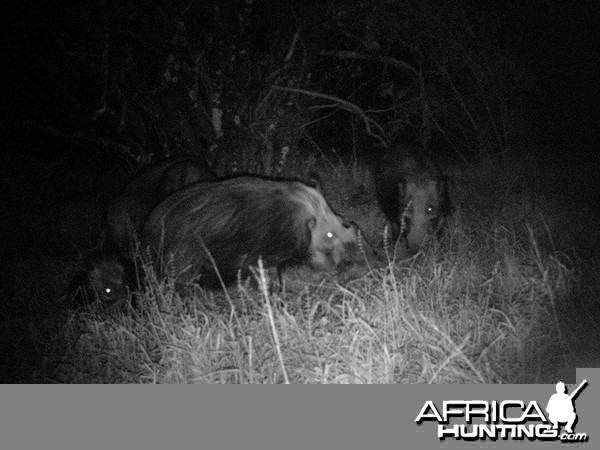 Baited bushpig in Mankazana Valley.