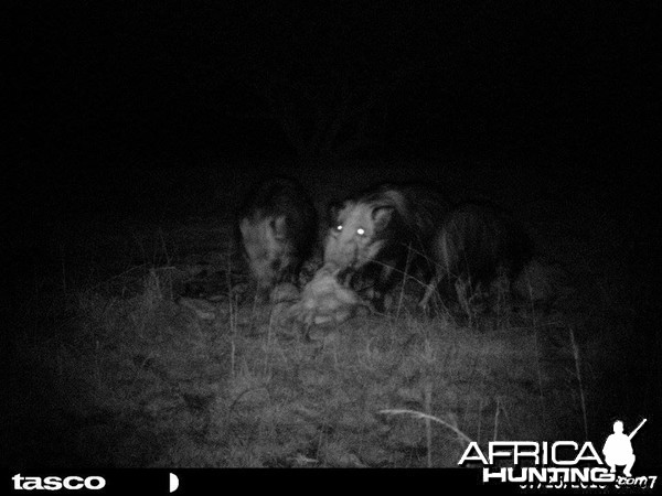 Baited bushpig in Mankazana Valley.