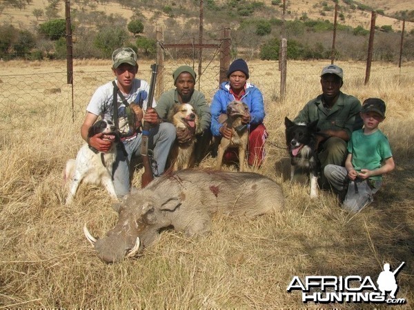 Rough hunting warthog with baying dogs - fast and furious action.