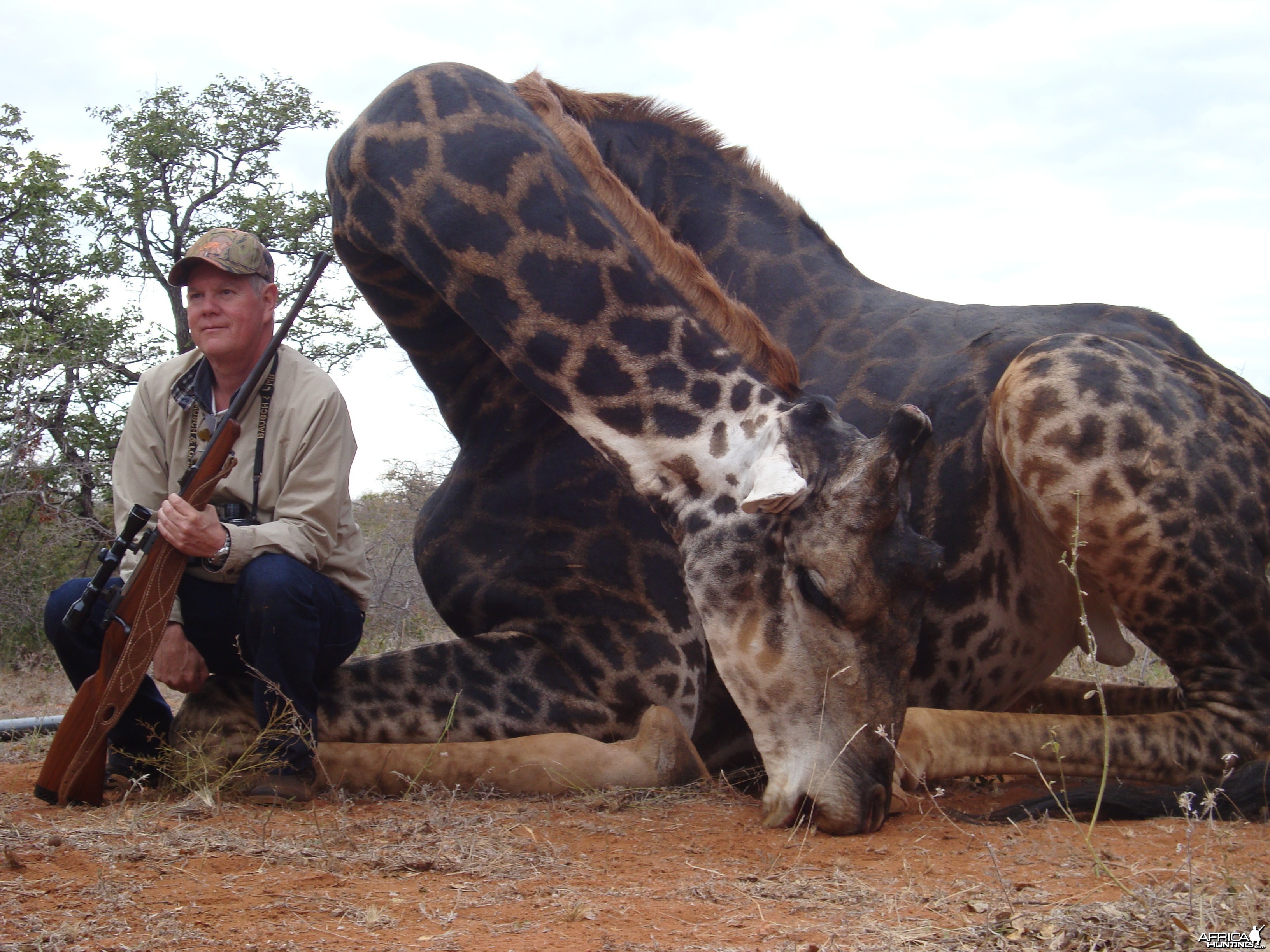Giraffe hunted with Lianga Safaris