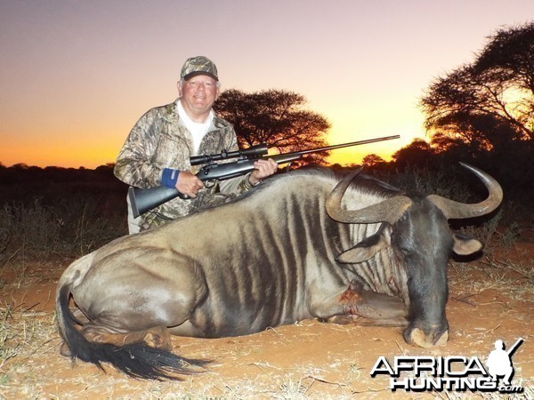 Best Blue Wildebeest at Sunset