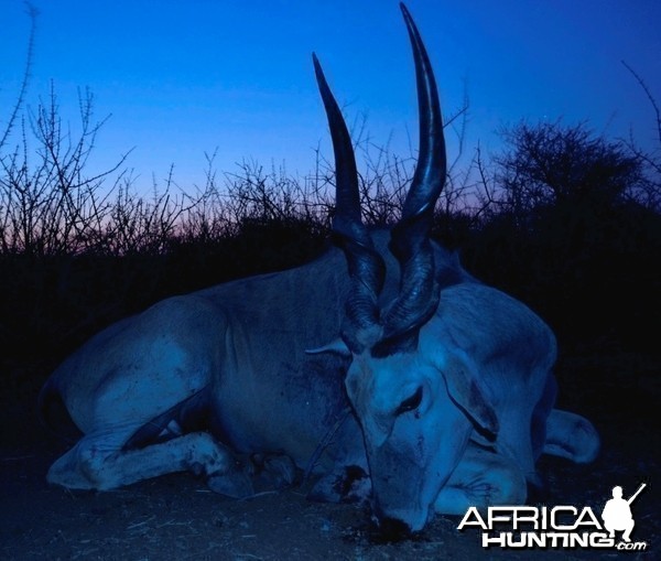 Eland Bull - Namibia