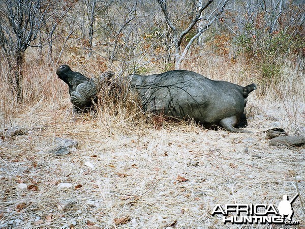 Buffalo hunted with FA .454 Handgun