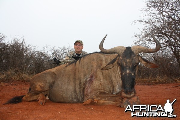 Blue Wildebeest