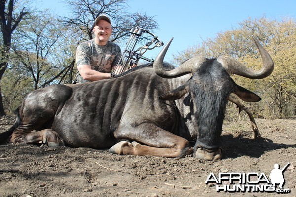 Blue Wildebeest