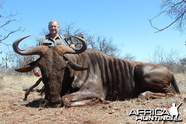 Blue Wildebeest