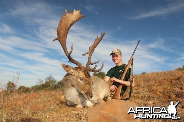 Fallow deer