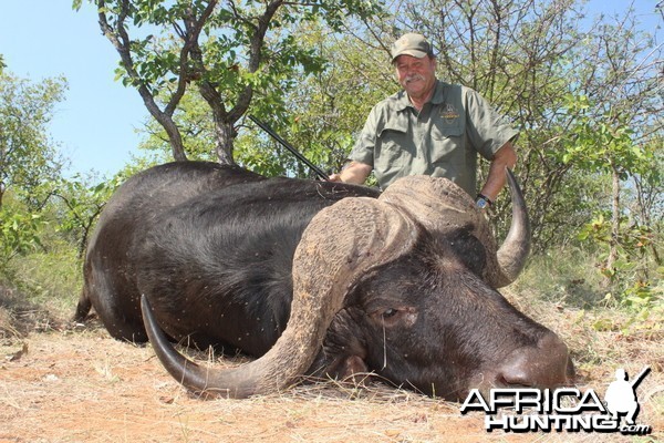 Cape Buffalo