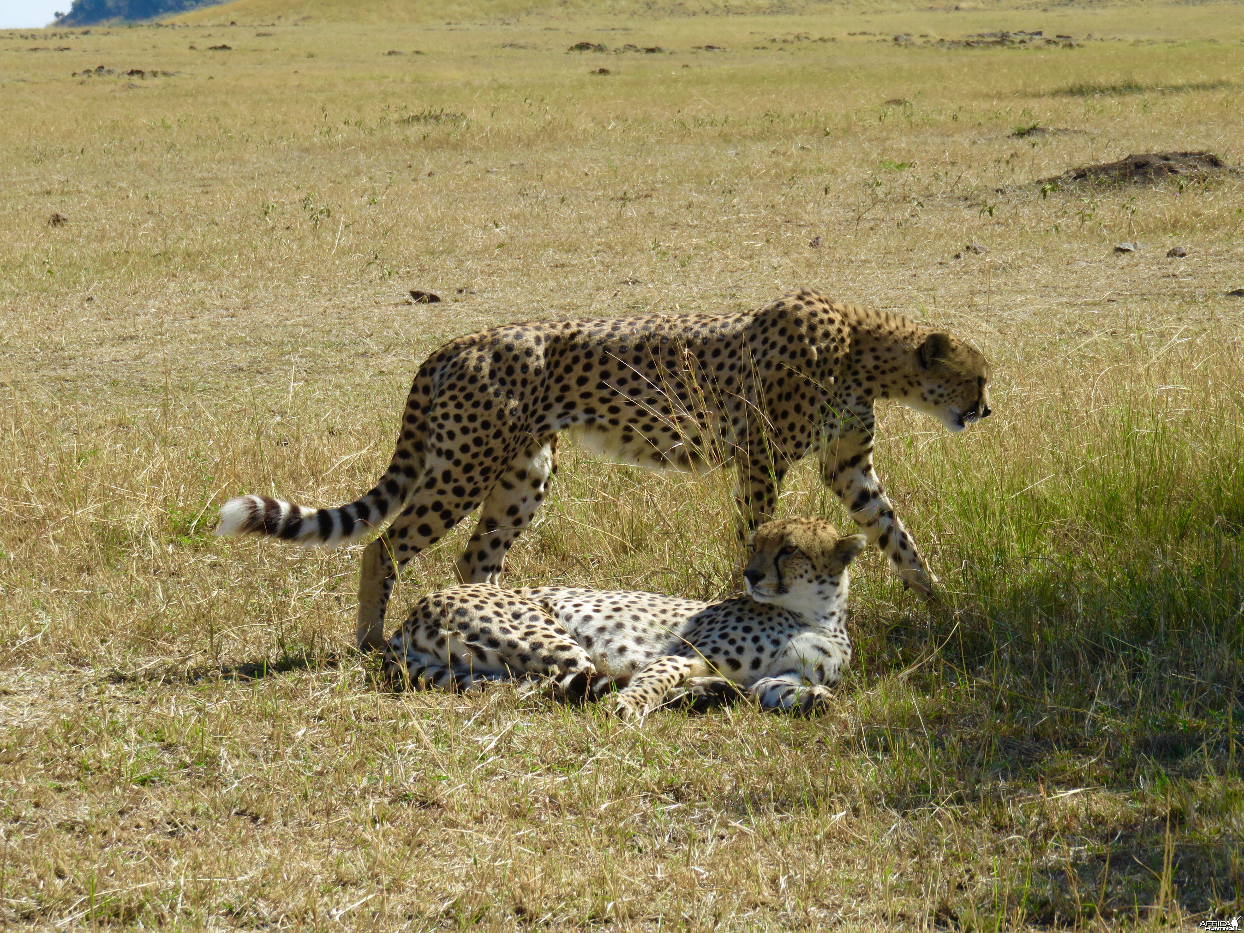 Serengeti with Wayne Williamson