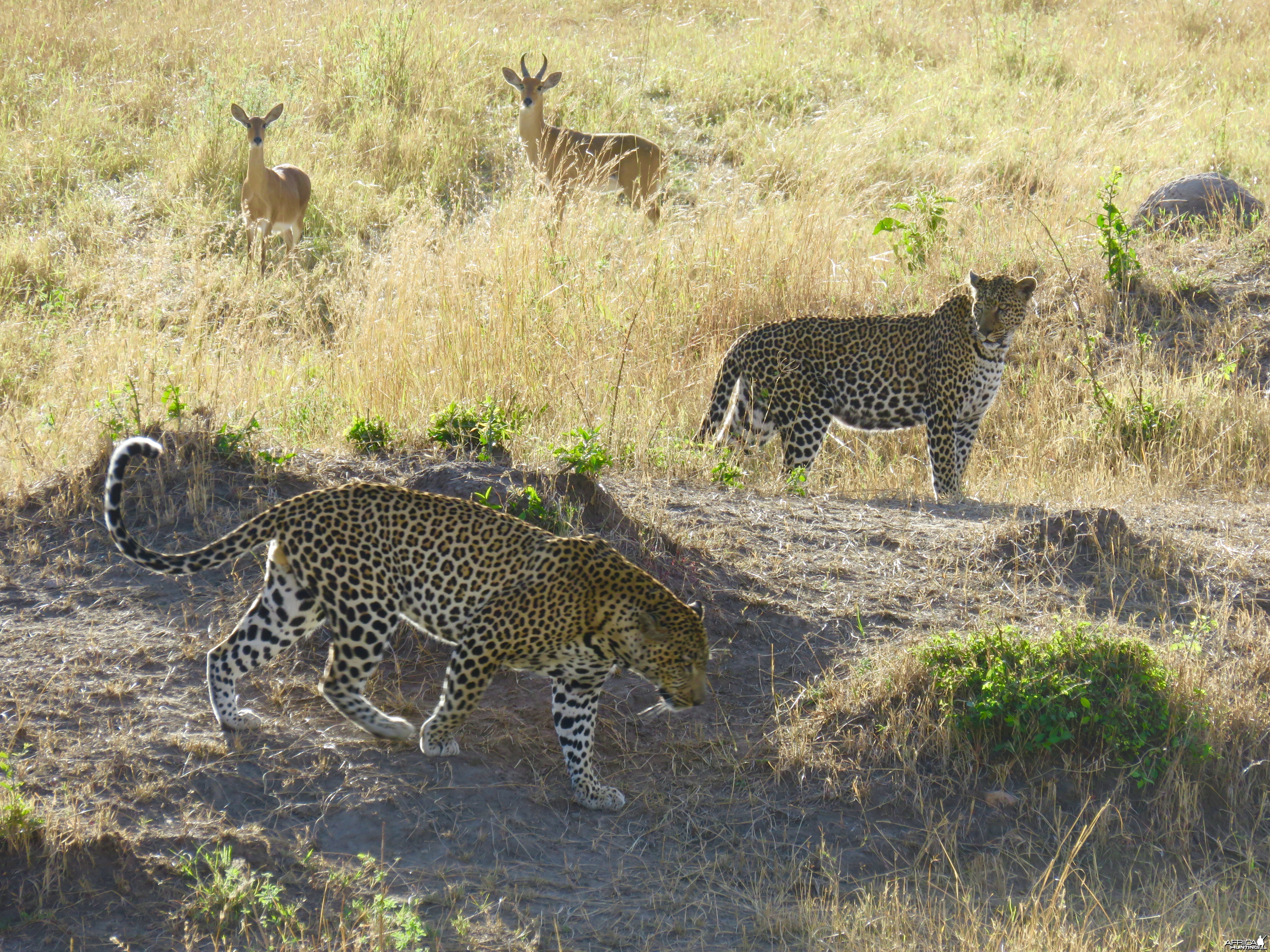 Serengeti with Wayne Williamson