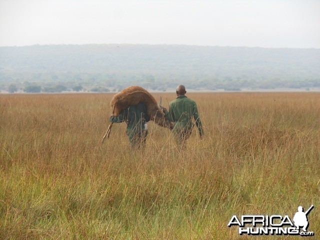Recovering Sitatunga out of the swamp