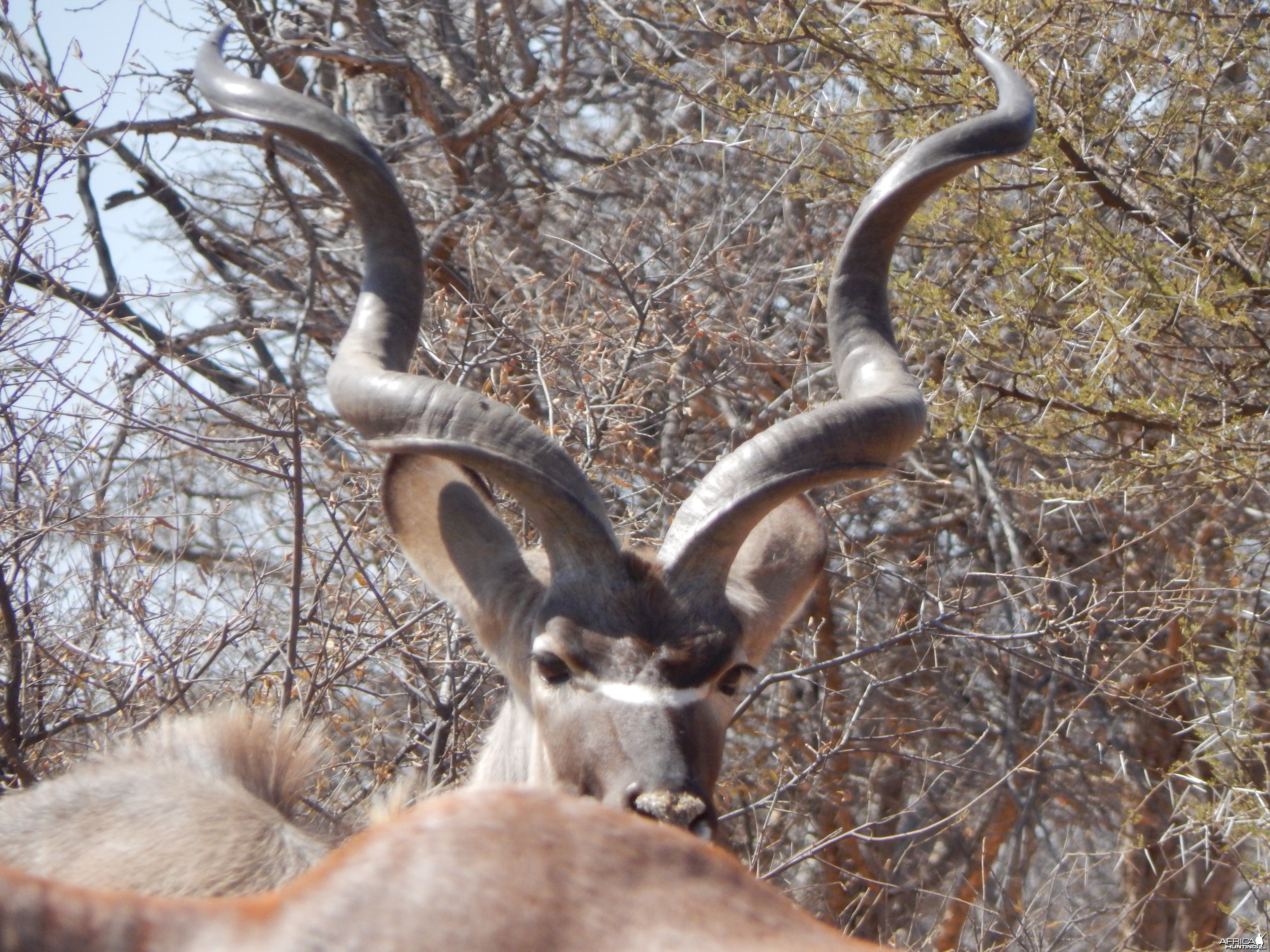 Kudu