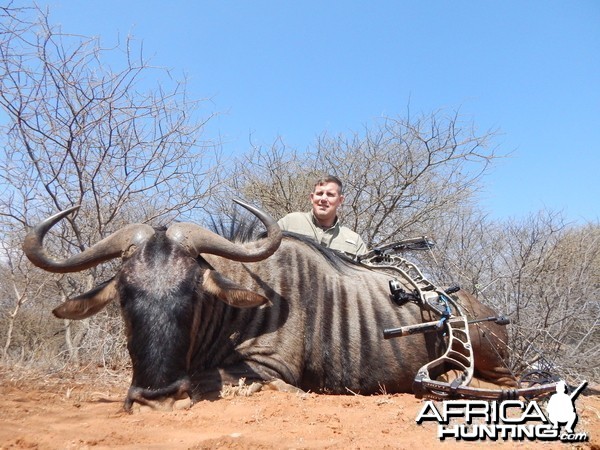 Blue wildebeest