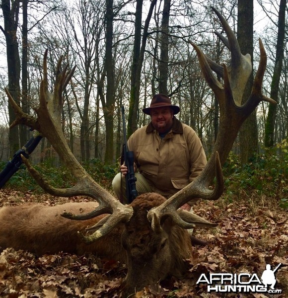 Red Stag in Austria