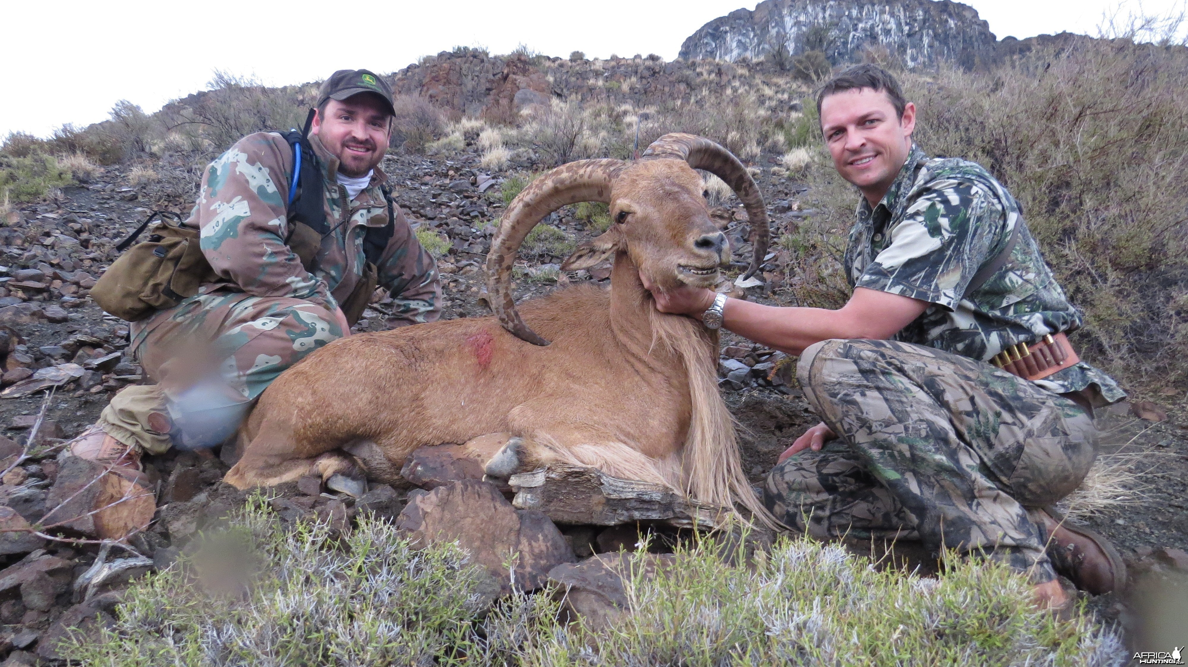 29&quot; Barbary Sheep Free Range