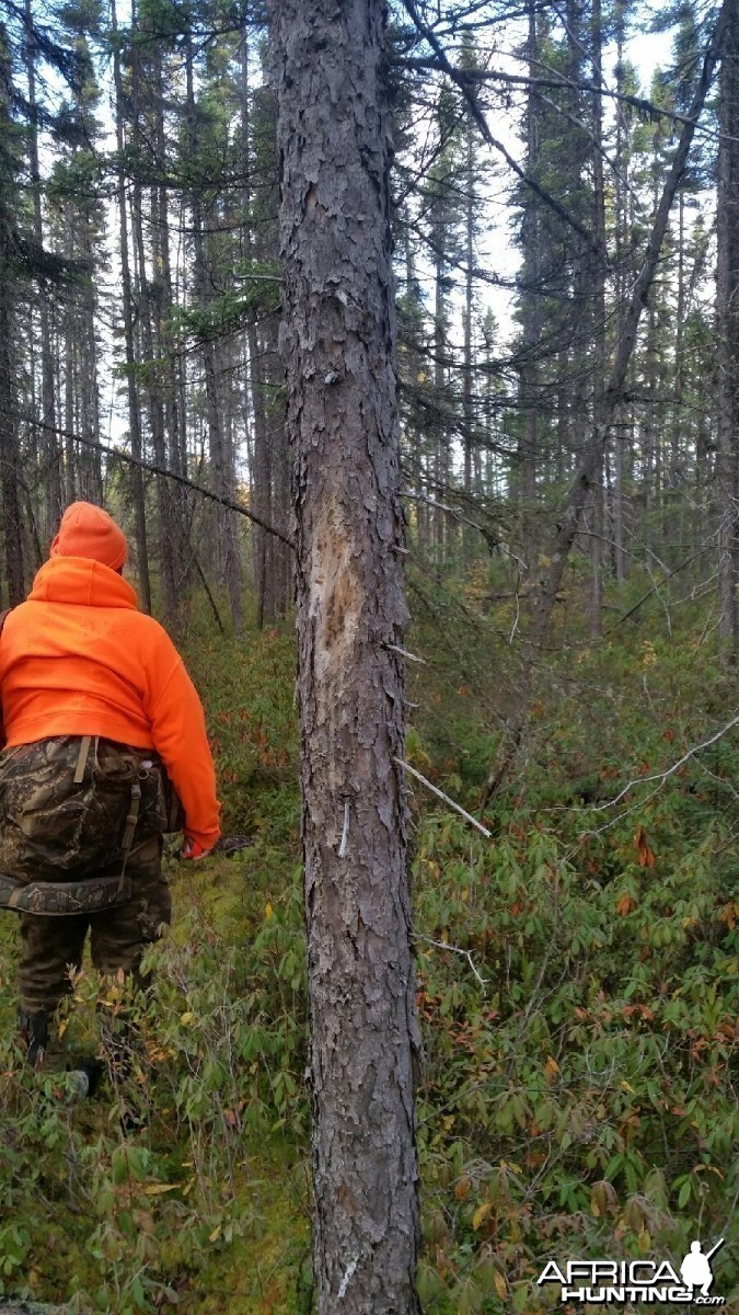 Moose sign