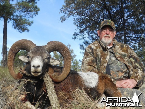 Mouflon sheep