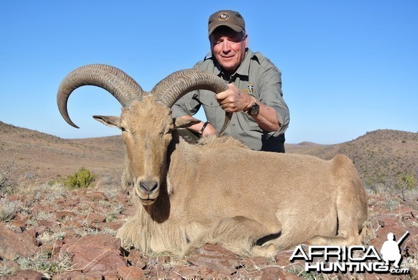 Davis Mountains Aoudad