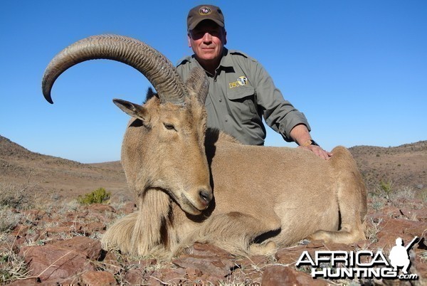 Davis Mountains Aoudad