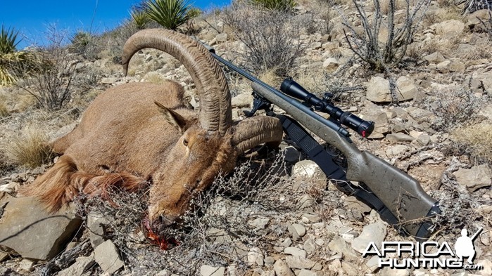 Barbary ram and my rifle