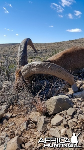 Barbary ram