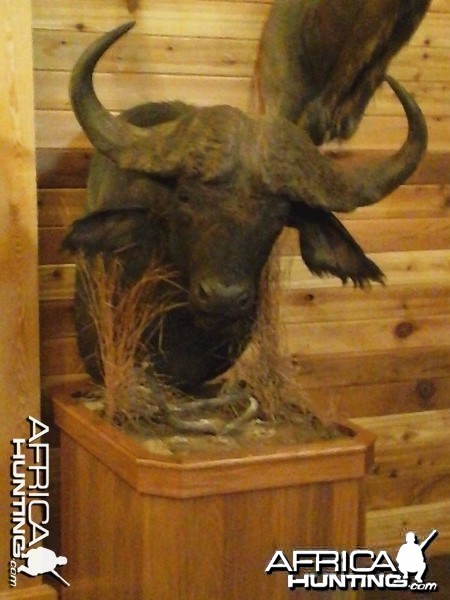 Buffalo back from taxidermy