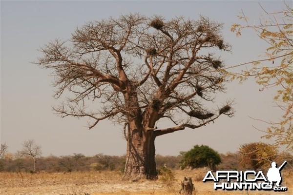 Quintessential Africa