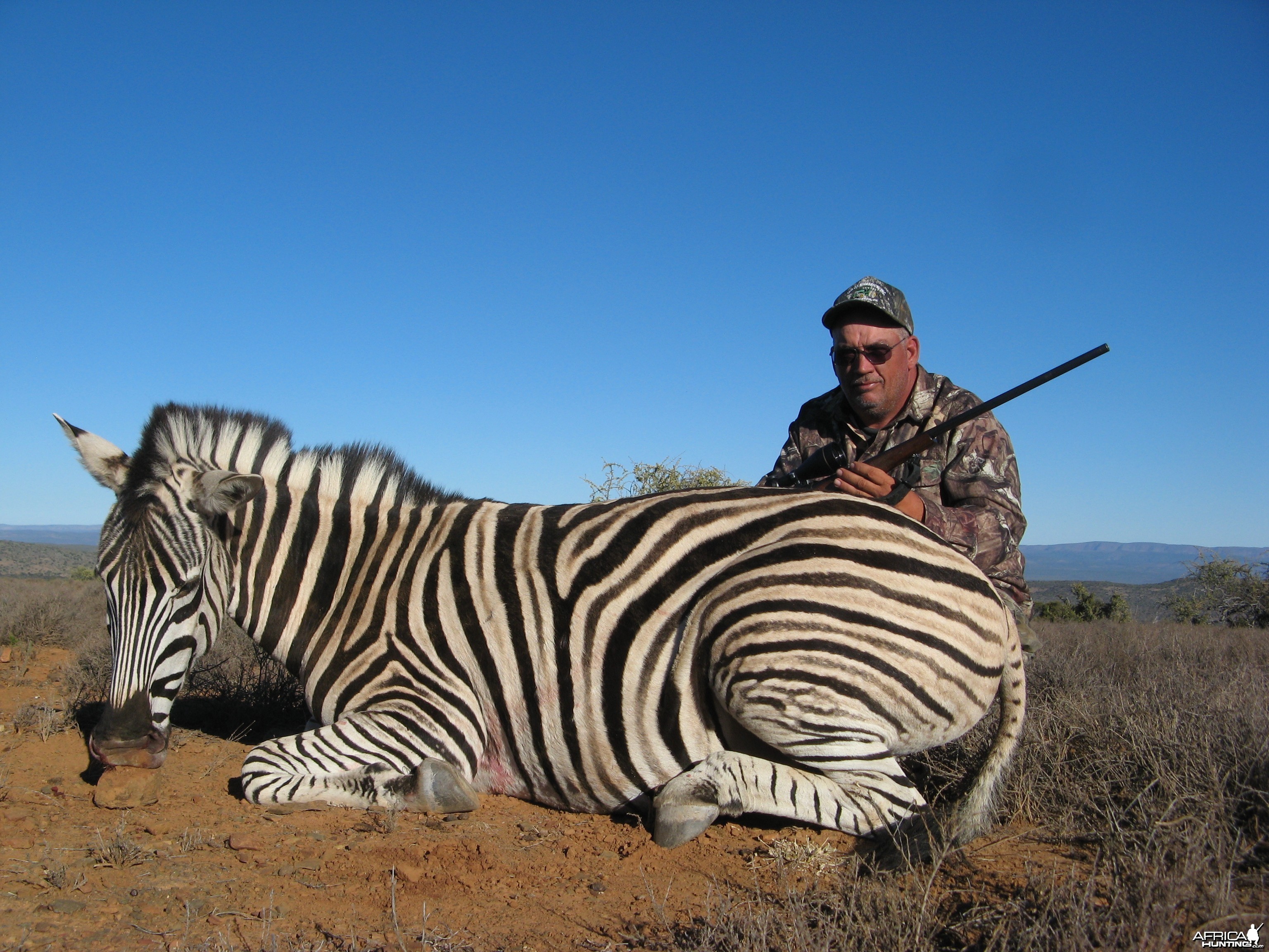 Zebra