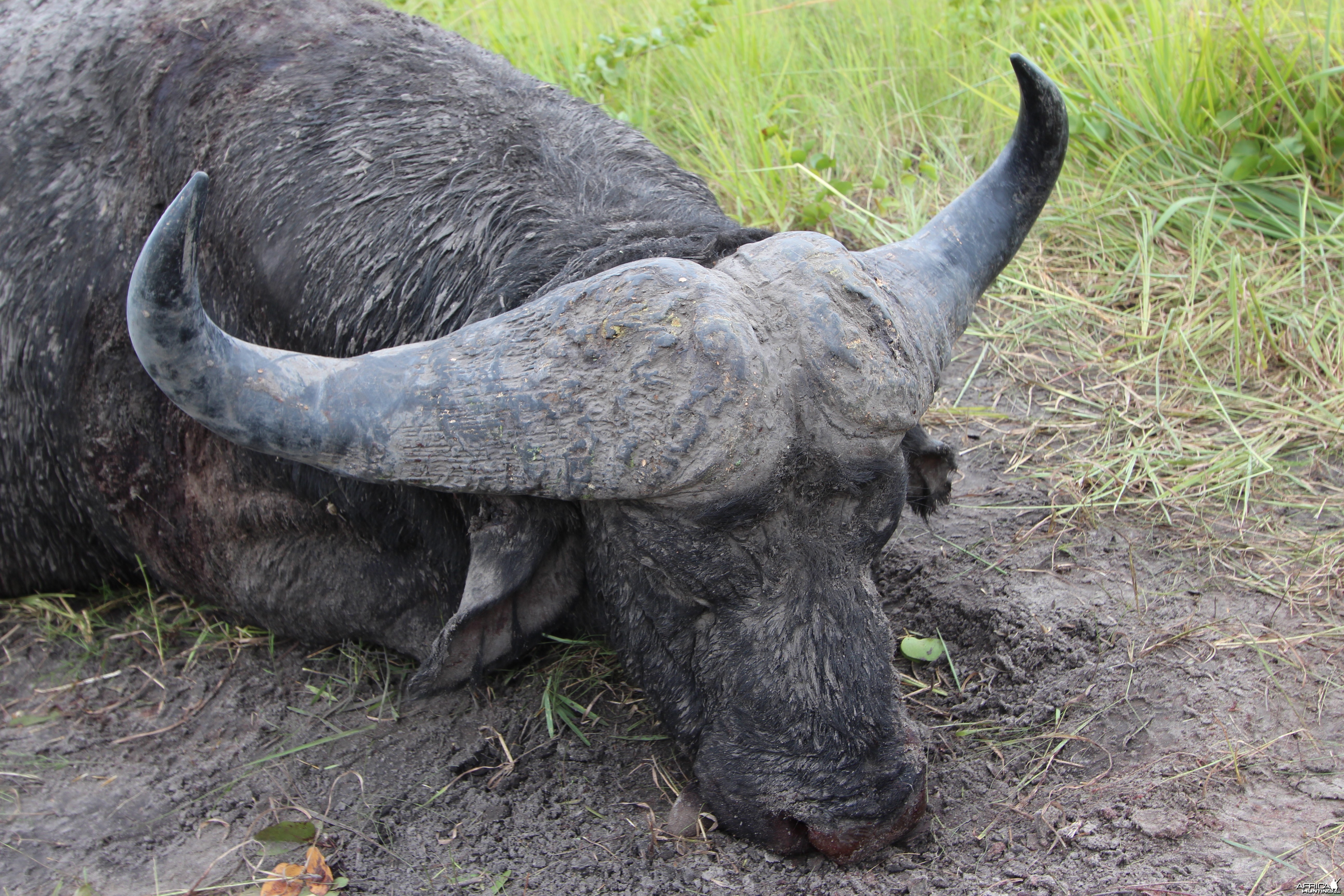 Buffalo