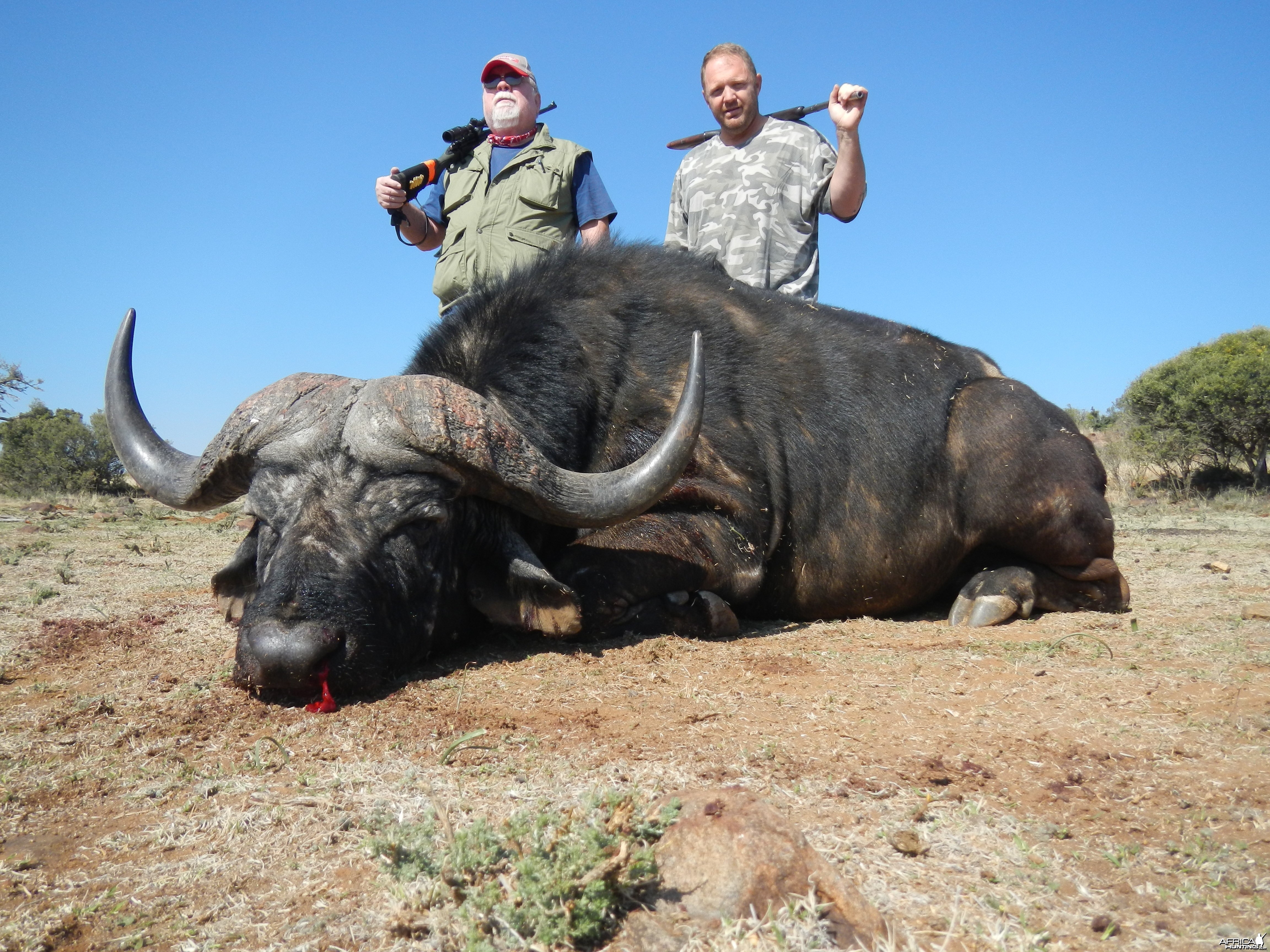 Buffalo