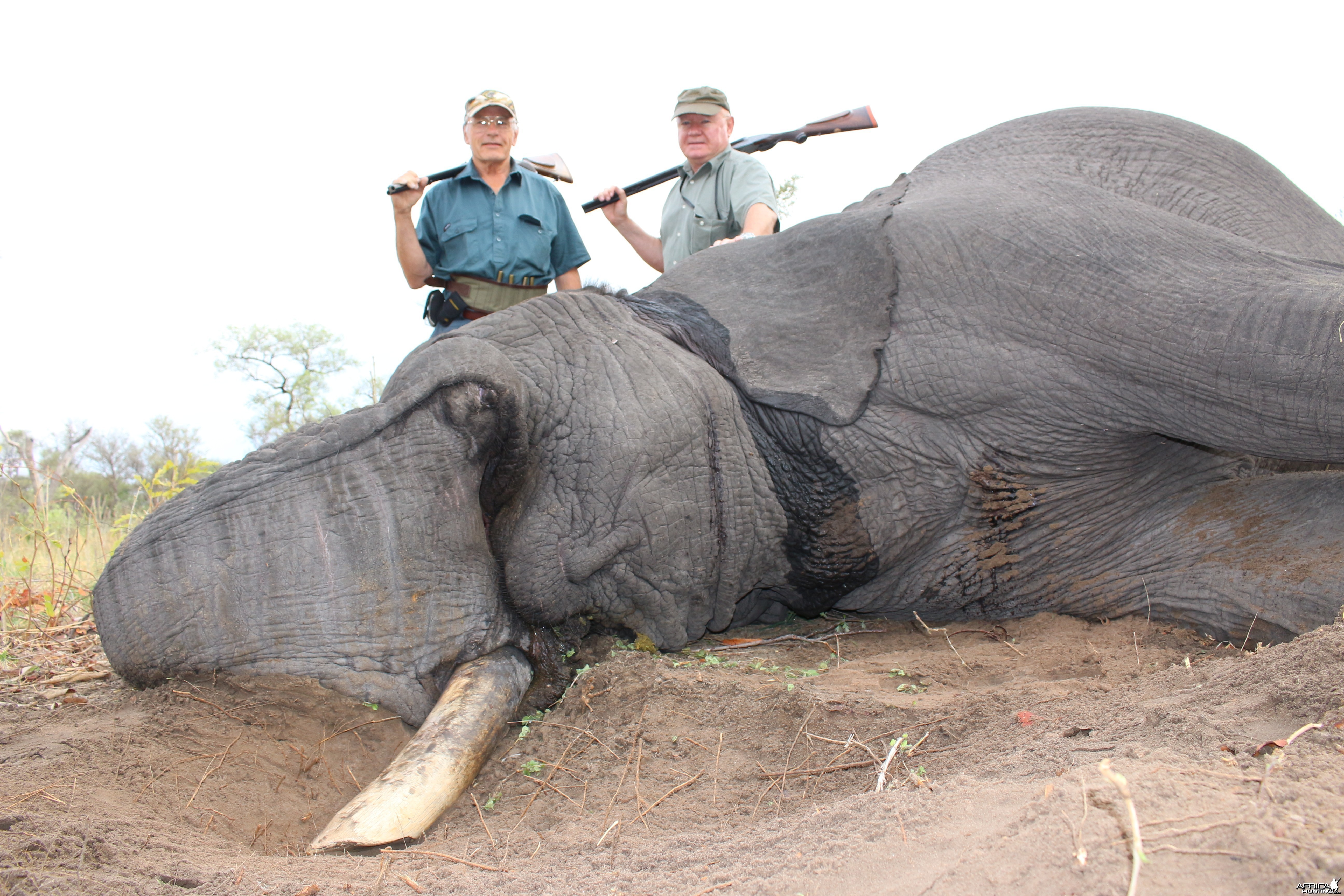 Elephant
