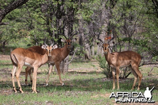 Impala