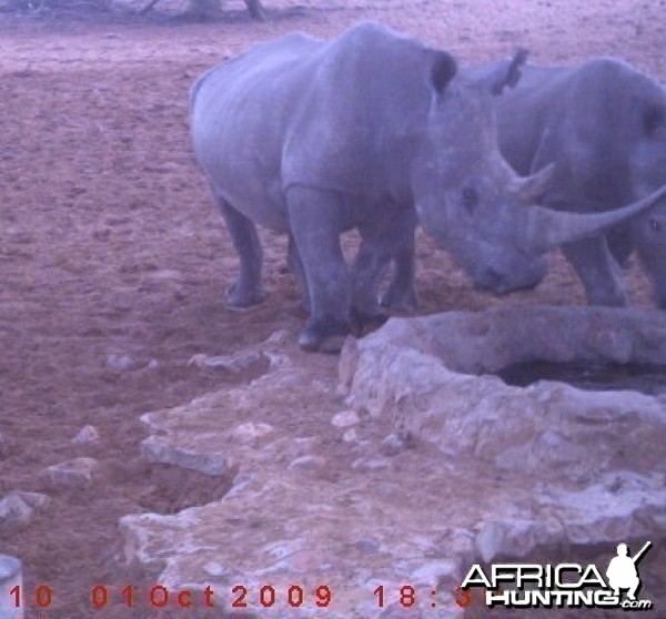 Rhino on Waterberg Plateau Namibia