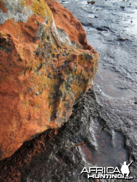 Dinosaur Track on the Waterberg Plateau in Namibia