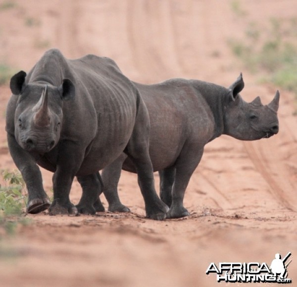 Rhino on the Waterberg Plateau in Namibia