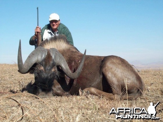 Black Wildebeest