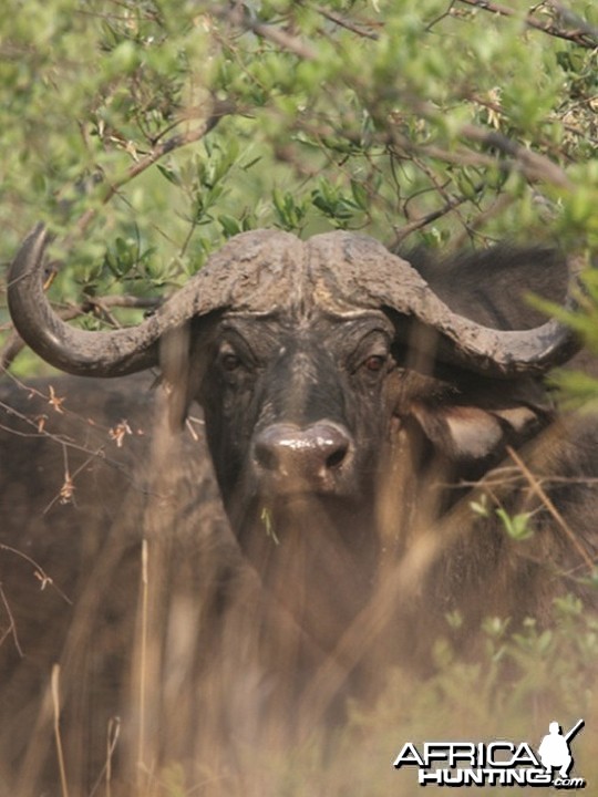 Cape Buffalo on the Waterberg Plateau in Namibia