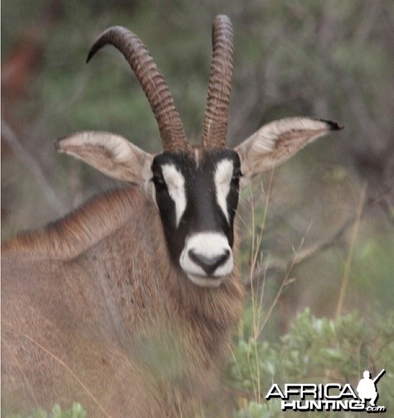 Roan Antelope on the Waterberg Plateau in Namibia