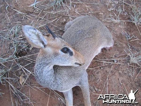 Guenther Dik Dik Hunted in Uganda