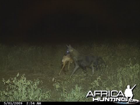 Brown Hyena