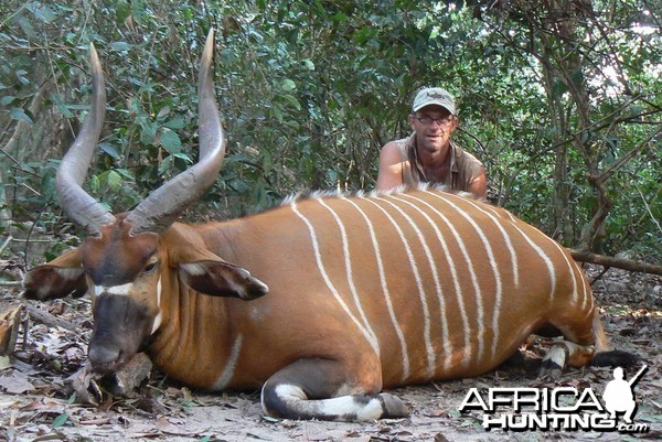 Bongo Hunt in C.A.R.