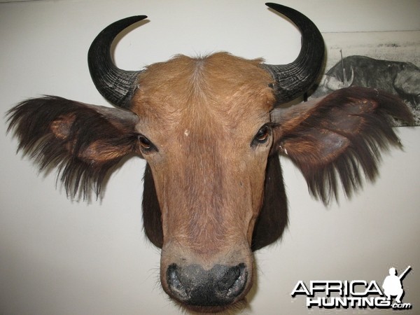 Red Forest Buffalo from Ethiopia