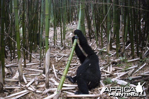 Gorilla Tracking