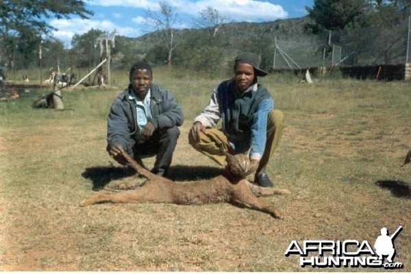 Large Male Caracal Tracked by Sparks Hounds