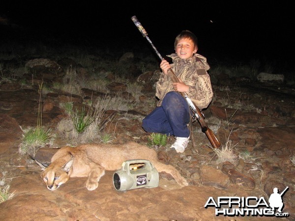 Large Male Caracal - Predator Calling East Cape