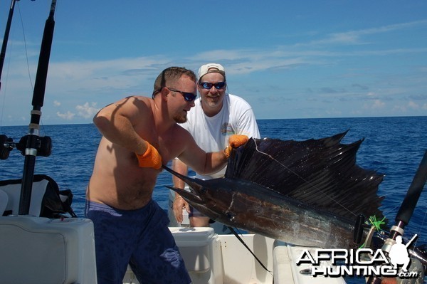 Texas Sailfish